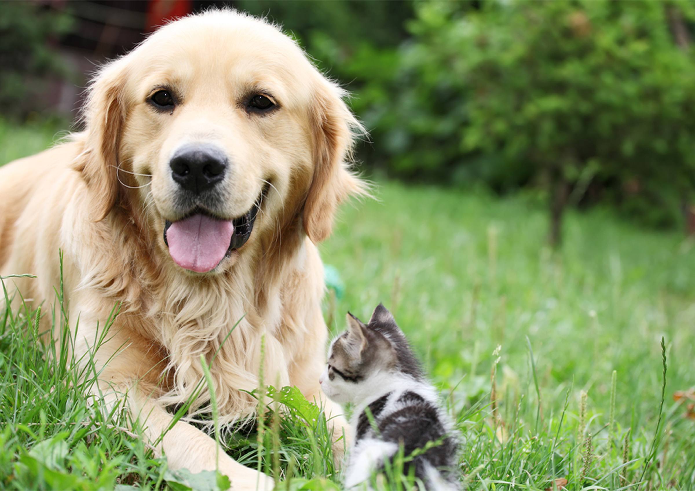 Golden retriever lying on grass next to a small kitten, with greenery in the background.