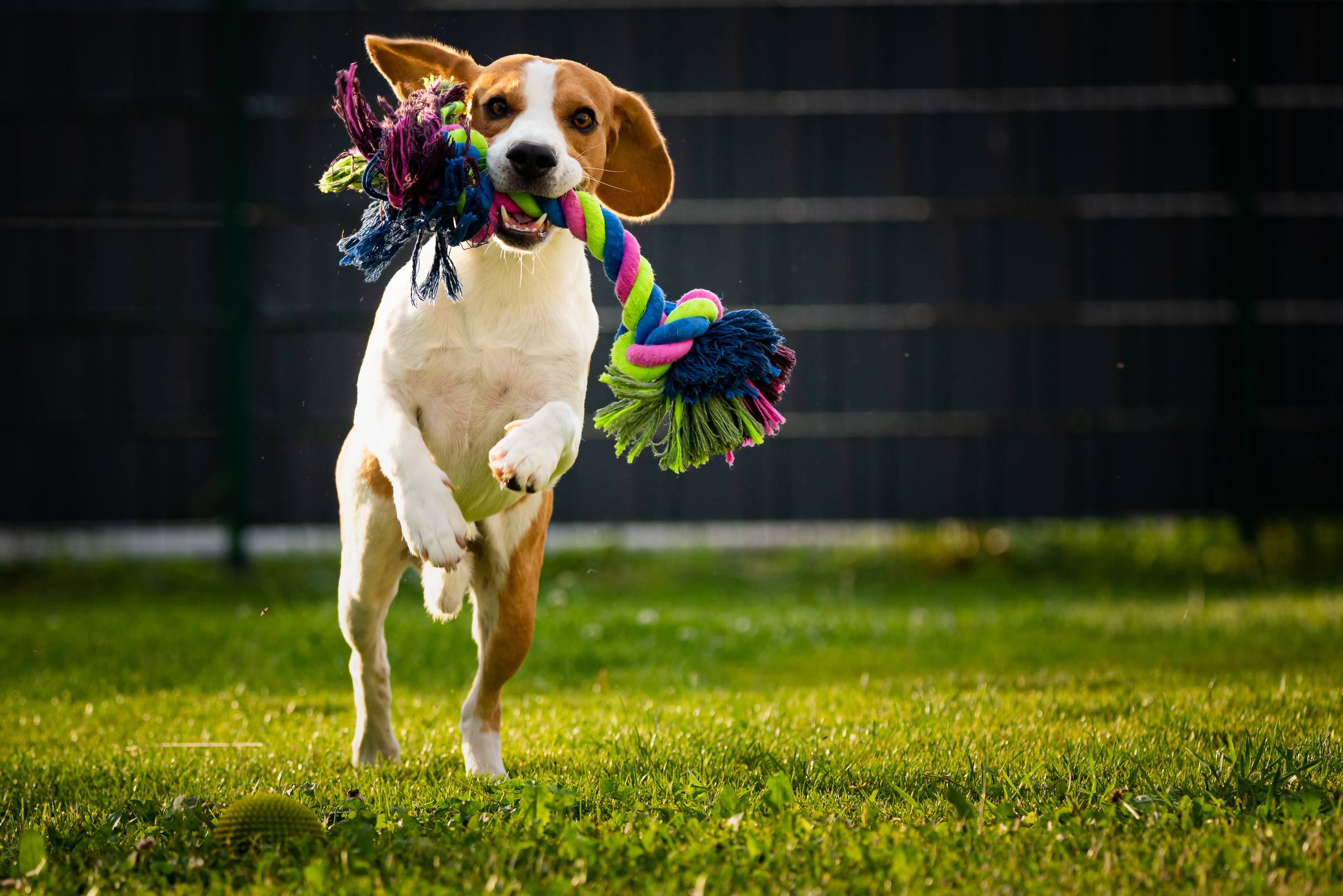 A beagle runs on grass with a colorful rope toy in its mouth, ears flapping, and looks playful and energetic.